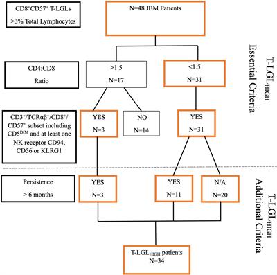 Uncovering the significance of expanded CD8+ large granular lymphocytes in inclusion body myositis: Insights into T cell phenotype and functional alterations, and disease severity